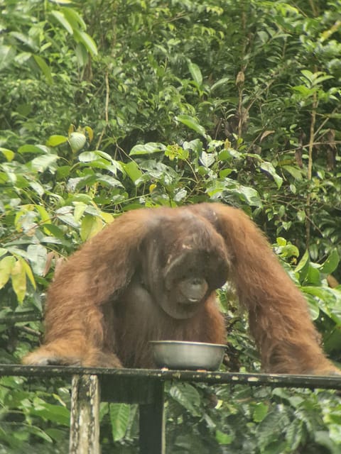 Explore Jungle in Borneo and Orangutan Kelotok Tour 3D/2N - Itinerary Highlights