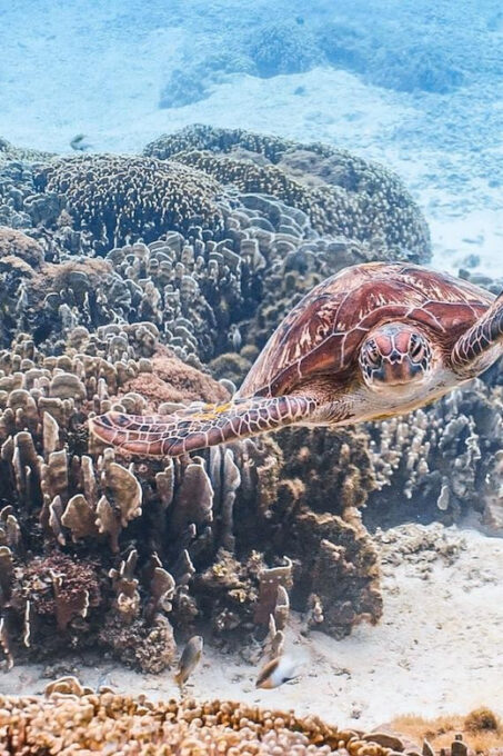 Explore Komodo Tour 3D/ 2N - Inclusions