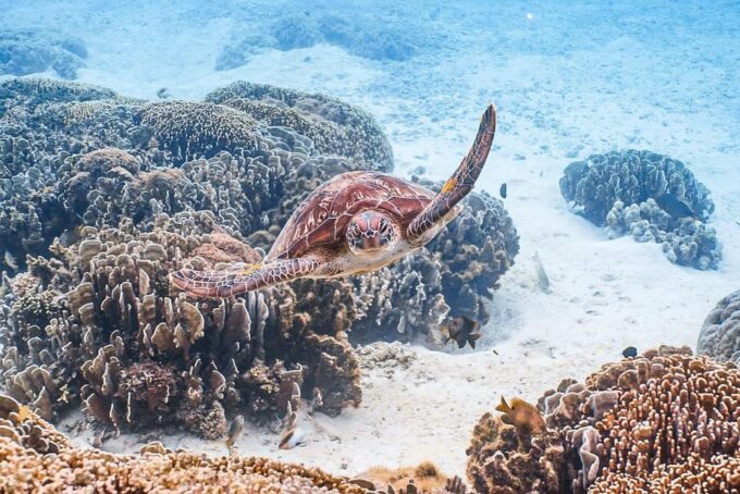 Explore Komodo Tour 3D/ 2N - Experience and Flexibility