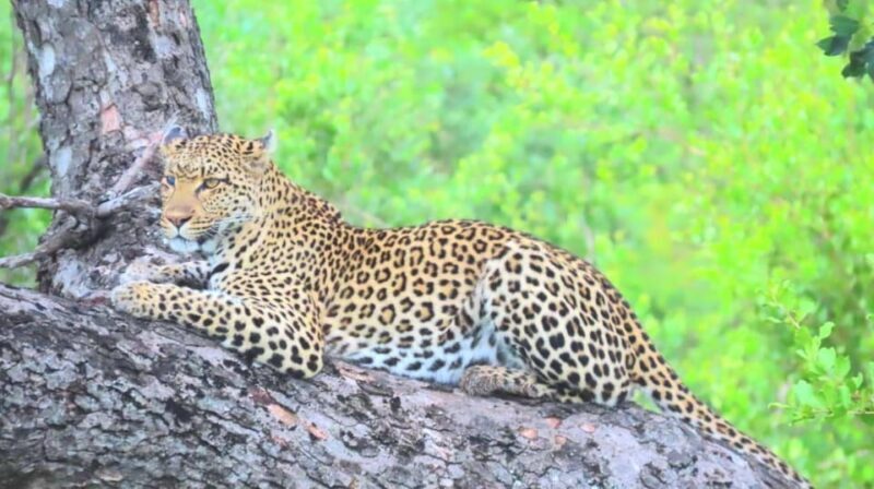 Explore Kruger Park & Sabi Sands for 4 Days & 3 Nights - Exploring Kruger Park & Sabi Sands for 4 Days & 3 Nights