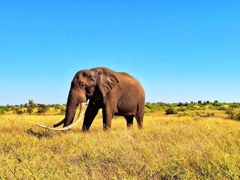 Explore Kruger Park & Sabi Sands for 4 Days & 3 Nights - Key Points