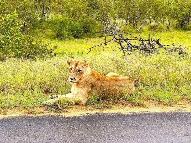 Explore Kruger Park & Sabi Sands for 4 Days & 3 Nights - Who Will Love This Tour?