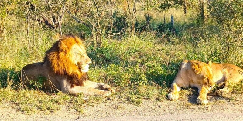 Explore Kruger Park & Sabi Sands for 4 Days & 3 Nights - FAQ
