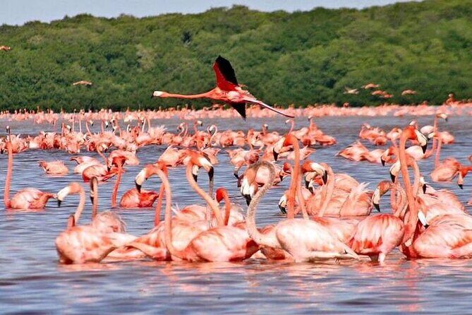 Explore Las Coloradas & Rio Lagartos from Riviera Maya - FAQ