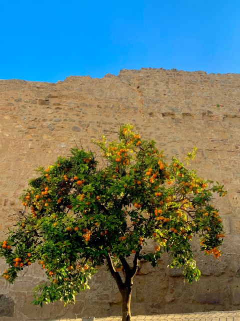 Explore Marbella Old Town: Authentic Tapas Food Tour - Customer Reviews