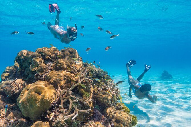 Explore Nassau's Best Spots with Snorkeling Tour - Final Thoughts: Is This Tour Right for You?
