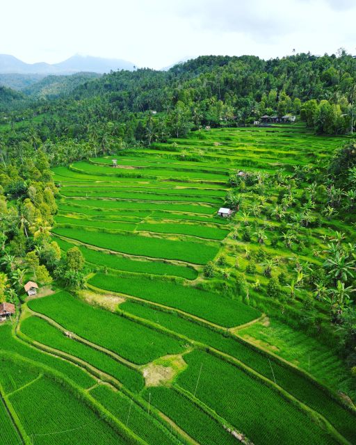 Explore Rice Terraces Munduk & Waterfall Trekking Experience - Key Points