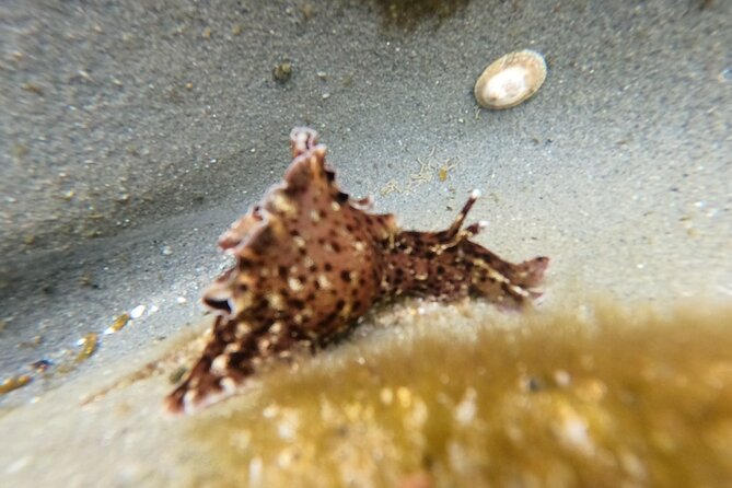 Explore San Diego Tide Pools With a Marine Biologist - Recommendations for Participants