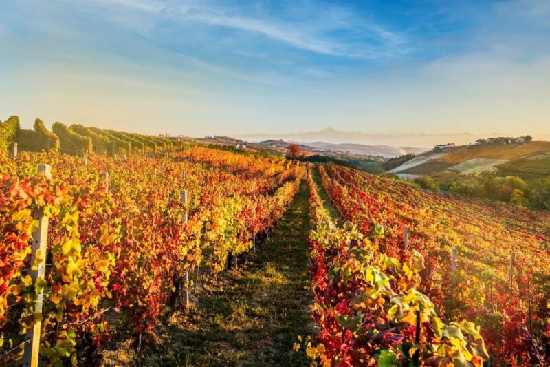 Explore & Savor: Dynamic Wine Tasting at Cantina Moscone - Pricing and Reservation