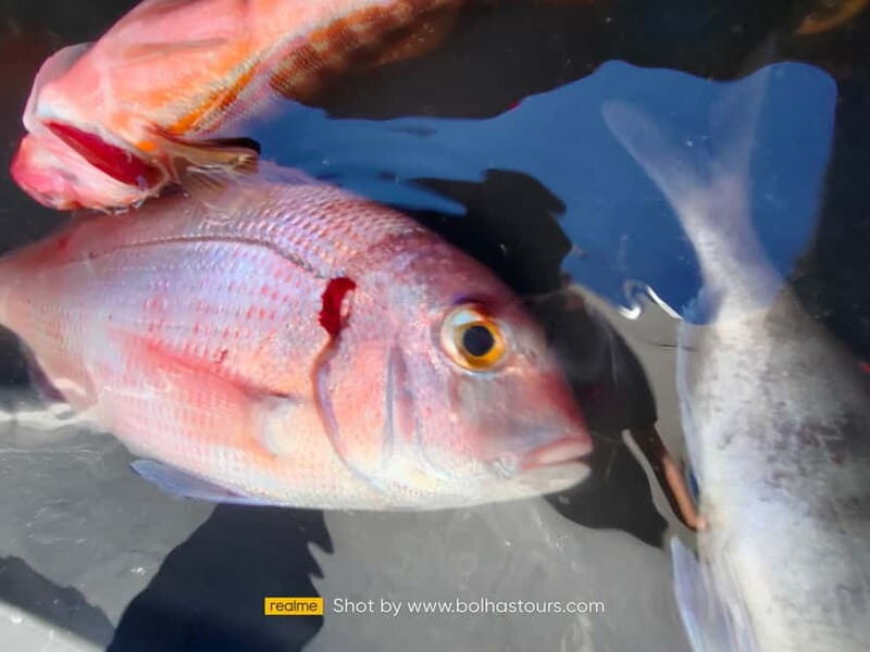 Explore Sesimbra: Private Sport Fishing All Inclusive Tour - Who Will Love This Tour?