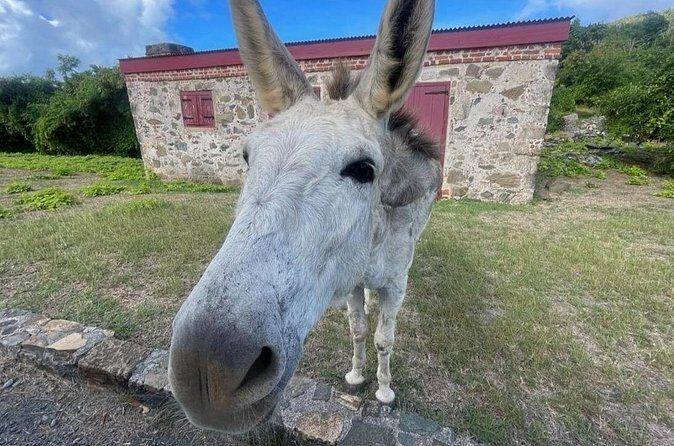 Explore St. John, Beaches and National Park Private Tour - Who Will Love This Tour?