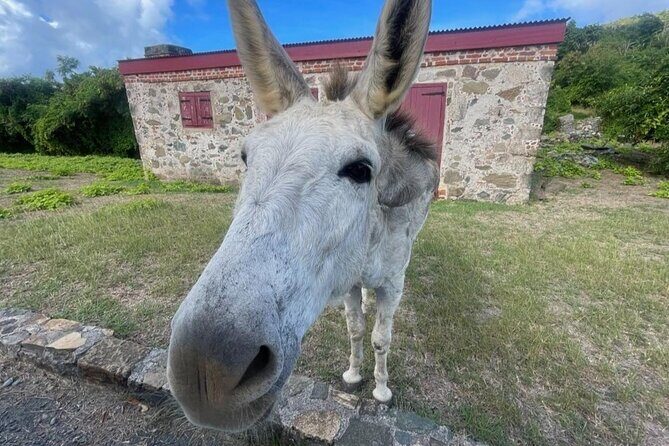 Explore St. John, Beaches and National Park Private Tour - Frequently Asked Questions