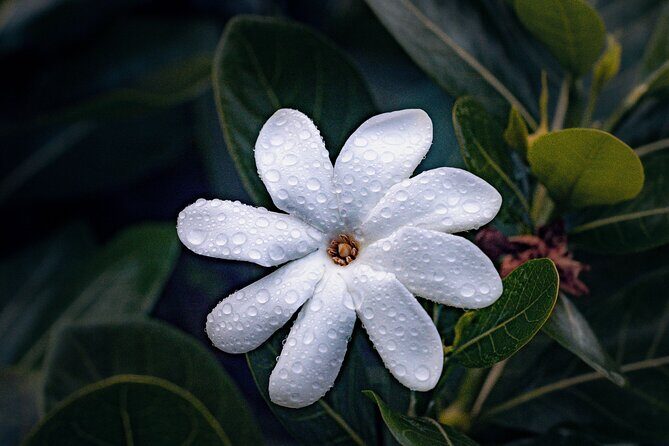 Explore Tahiti Nui, its landscapes and iconic sites. - Final Thoughts: Is It Worth It?