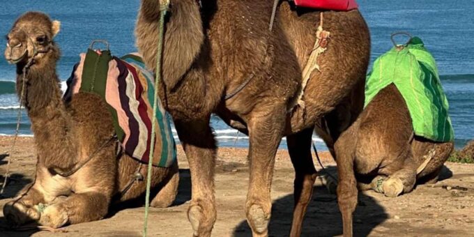 Explore Tangiers Rich Heritage From Malaga - Cultural Immersion in Morocco