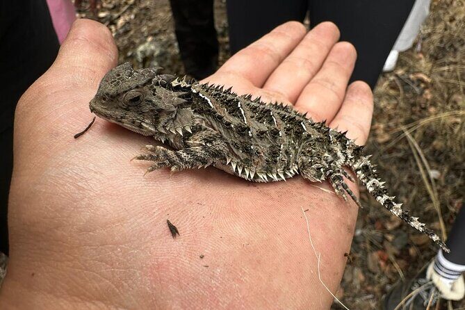 Explore the Caves of an Inactive Volcano on CDMX - Authentic Experiences and Personal Touches