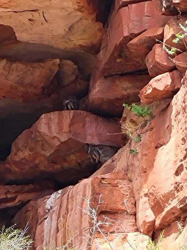 Explore the Hidden Gorges: Kalbarri N.P, 4WD, Hike, Canoe - Key Points