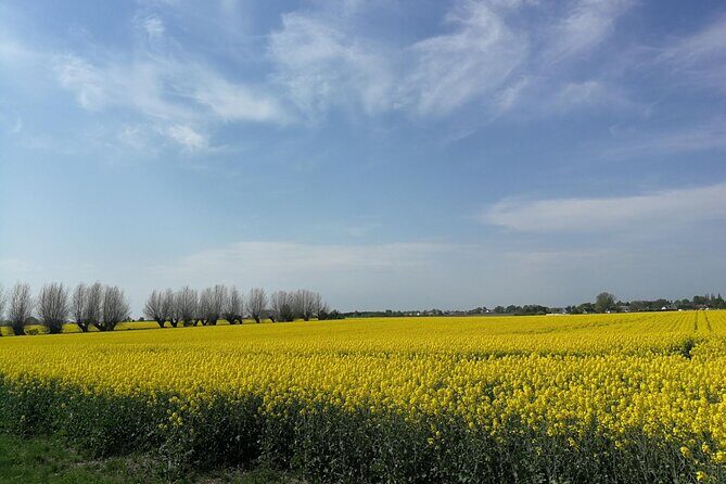 Explore the Instaworthy Spots of Malmö with a Local - Starting Point: Malmö City Library