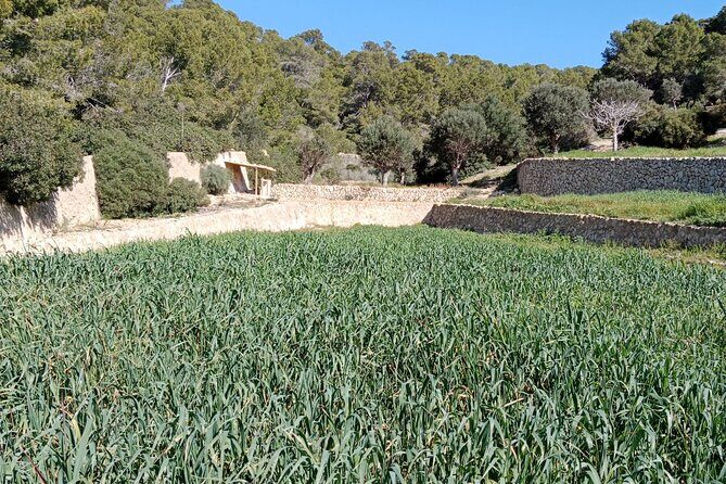 Explore the island of Dragonera by kayak and on foot - What Do Travelers Say?