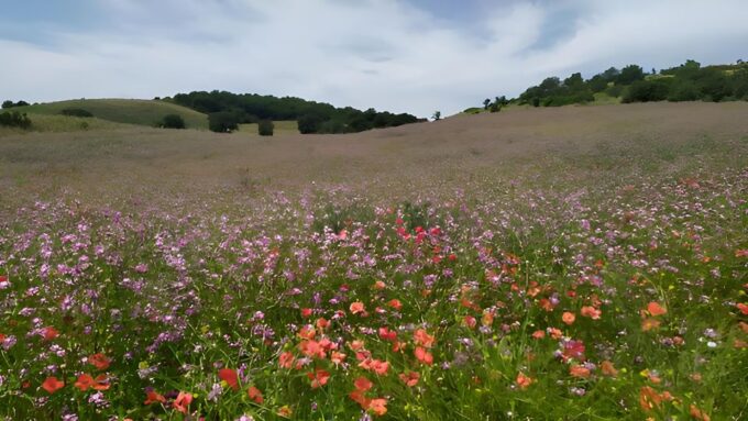 Explore the Murgia Materana UNESCO Park (Italian & Spanish) - Pricing and Booking Options