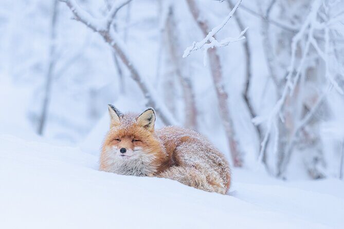 Explore the Norwegian Fjords and the Wildlife From Abisko - The Experience Overview