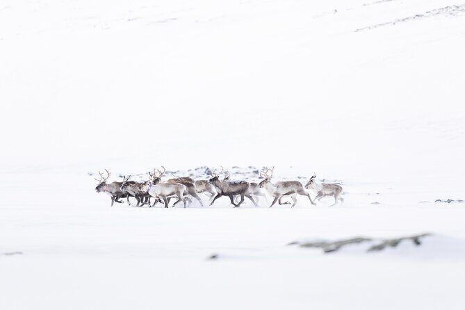 Explore the Norwegian Fjords and the Wildlife From Abisko - Transportation & Group Size