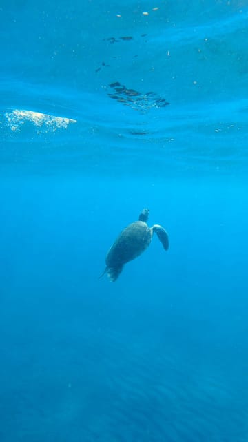 Explore the Ocean - Snorkeling for Beginners Los Cristianos - Key Points