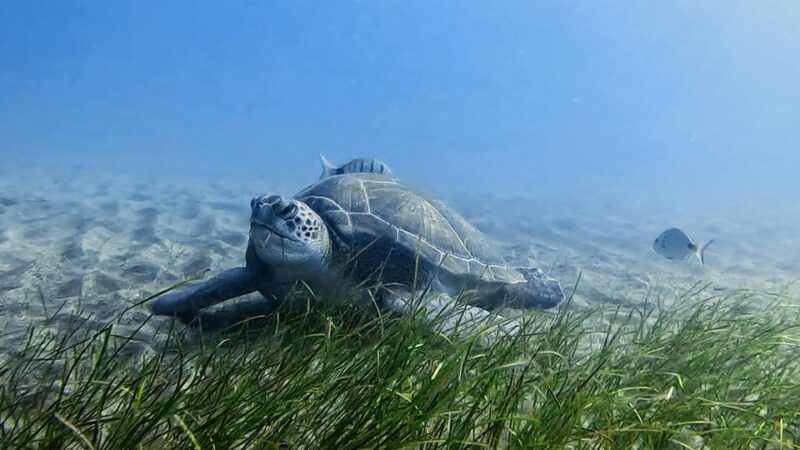 Explore the Ocean - Snorkeling for Beginners Los Cristianos - Group Size and Instruction