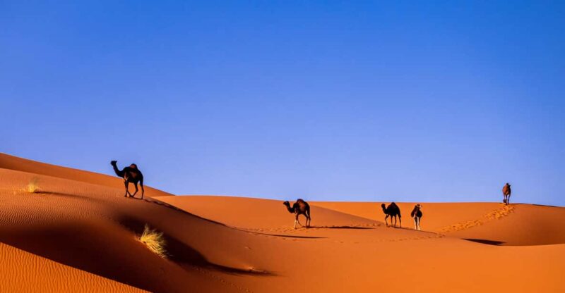 Explore the Sahara: A 3-Day Journey to Merzouga - Good To Know