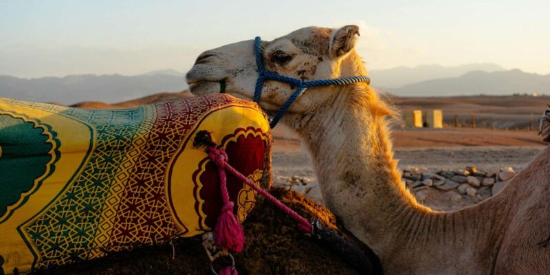 Explore the Three Valleys of the High Atlas From Marrakech - Pickup and Drop-off Arrangements