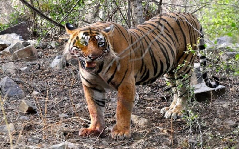 Explore Tiger Safari With Delhi Agra Jaipur Tour 7 Days - Ranthambore Safari