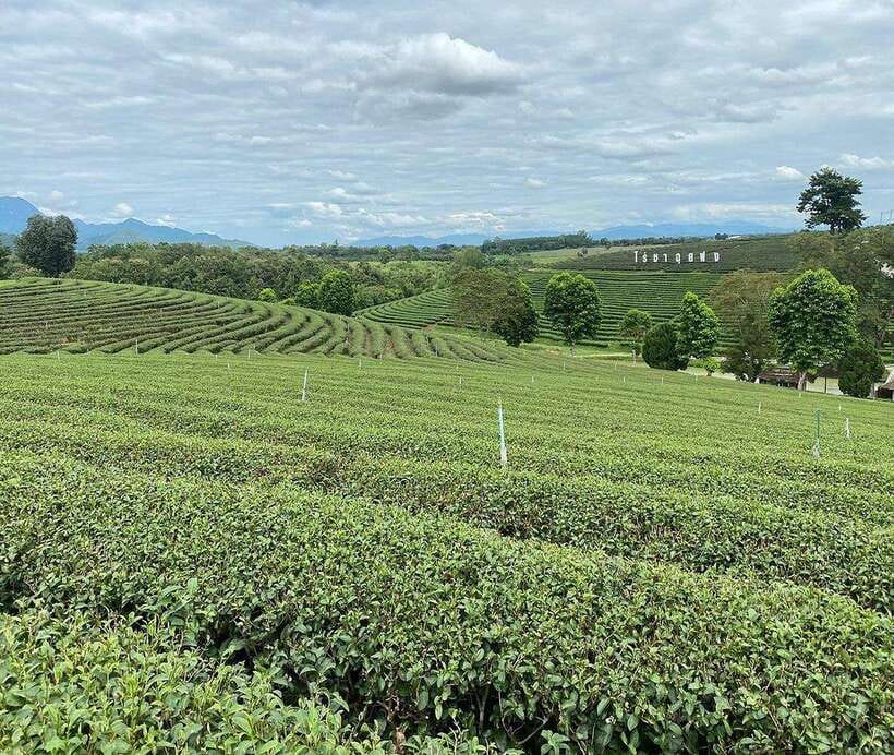 Explorer Border Road and Nature ( Tea and Coffee ) - Tour Overview and Pricing