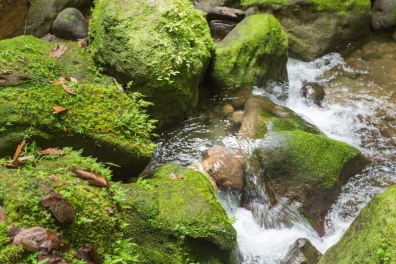 Exploring and Tasting Roseau | Full-Day Tour - FAQs