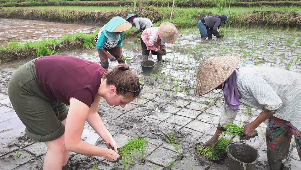 Exploring Borobudur, Prambanan, & Sewu Temples - Customer Experiences and Reviews