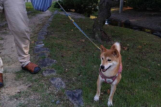 Exploring Everyday Life in Downtown Tokyo Walking With Shiba-Inu - Indulging in Japanese Delicacies