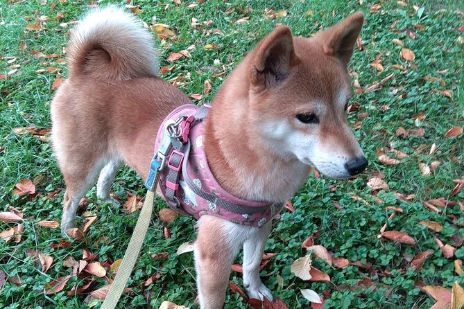 Exploring Everyday Life in Downtown Tokyo Walking With Shiba-Inu - Navigating the Public Transportation