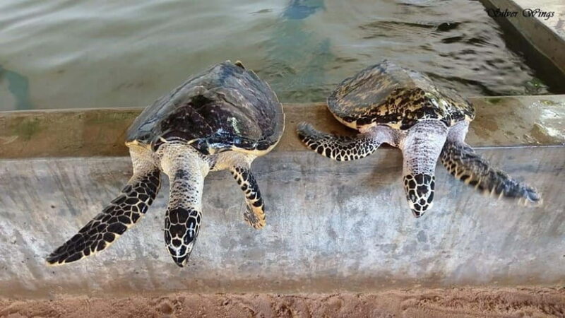 Exploring : Galle, Madu River & Turtle Hatchery Adventure - Exploring Sri Lanka’s Southern Coast: A Practical, Authentic Day Trip