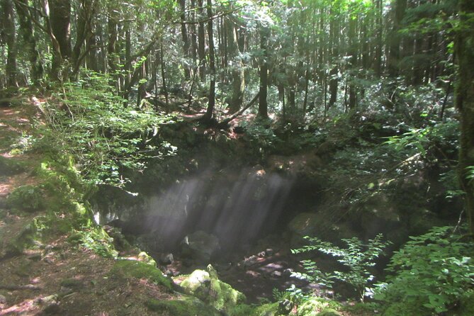 Exploring Mt Fuji Ice Cave and Sea of Trees Forest - Inclusions