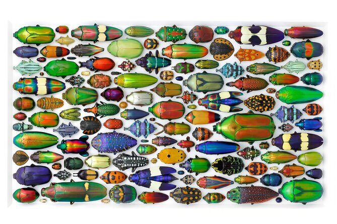 Exquisite Creatures Exhibit By Christopher Marley - The Practical Side: Booking and Policies