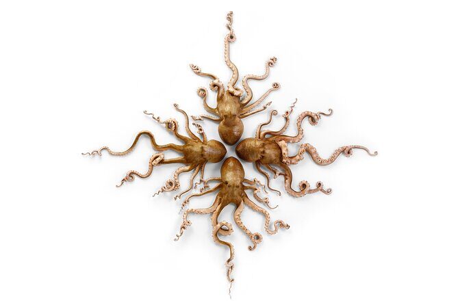 Exquisite Creatures Exhibit By Christopher Marley - The Sum Up