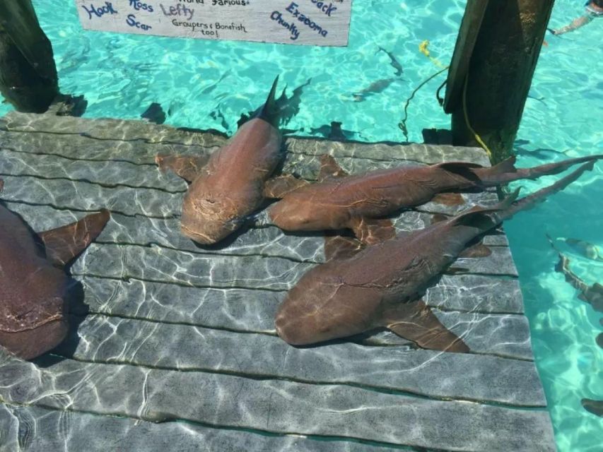 Exuma Cays-Private Adventure Tour - Required/Recommended Items