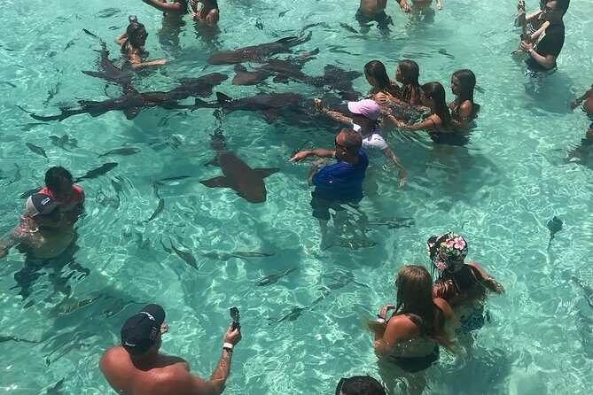 Exuma Day Away - Original Swimming Pigs Excursion - Value and Practical Considerations