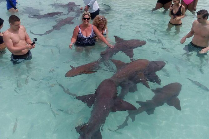 Exuma Day Away - Original Swimming Pigs Excursion - Final Thoughts