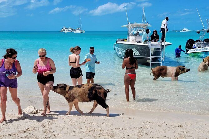 Exuma Full Day Swimming Pigs Group Boat Tour - Final Thoughts