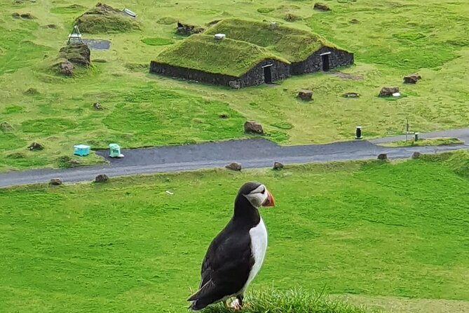 Eyjascooter Puffin Tour in Iceland - Good To Know