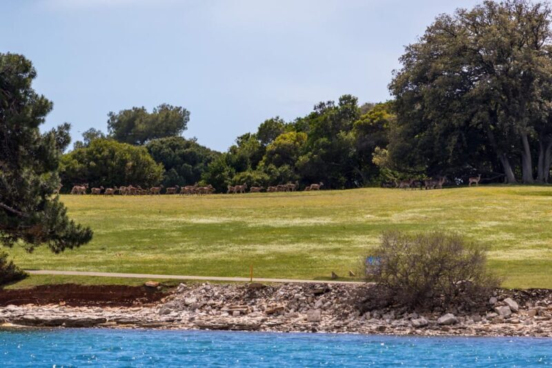 FAANA: Brijuni boat trip+stop & Swim at St. Jerolim Island - Why Choose This Tour?