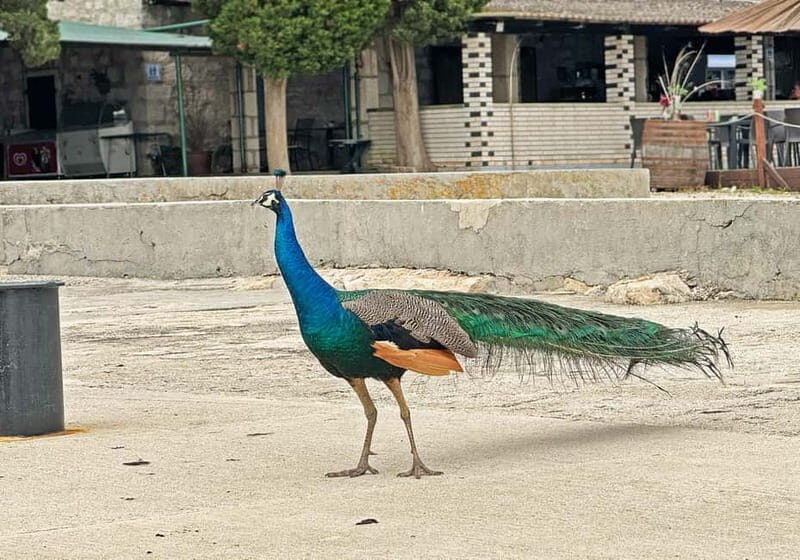 Faana: Brijuni Islands Lunch tour with Peacock Island Visit - Setting the Scene: An Overview of the Tour