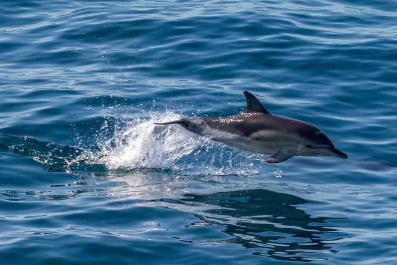 FAANA: DOLPHIN SAFARI - Key Points  