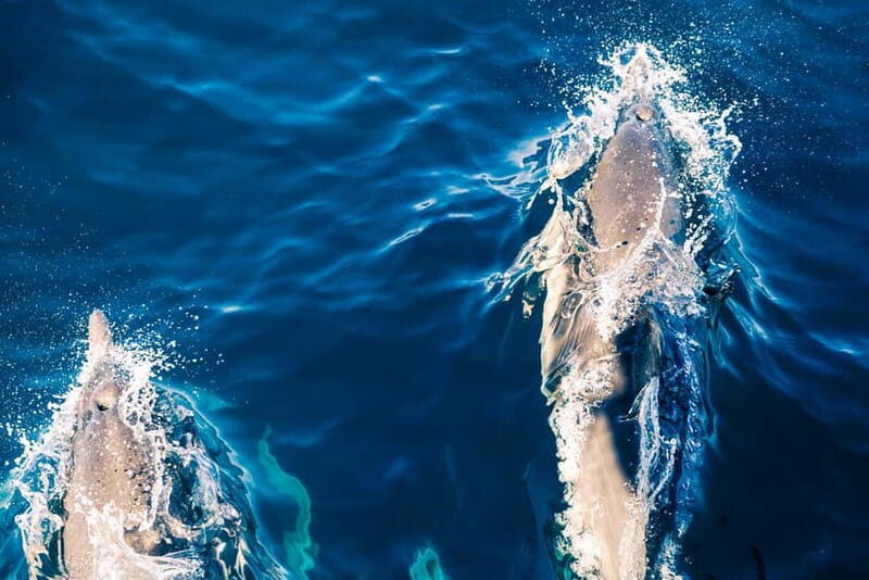 FAANA: DOLPHIN SAFARI - In-Depth Review of the Faana Dolphin Safari Experience