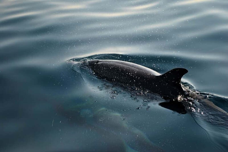FAANA: DOLPHIN SAFARI - FAQ about the Faana Dolphin Safari