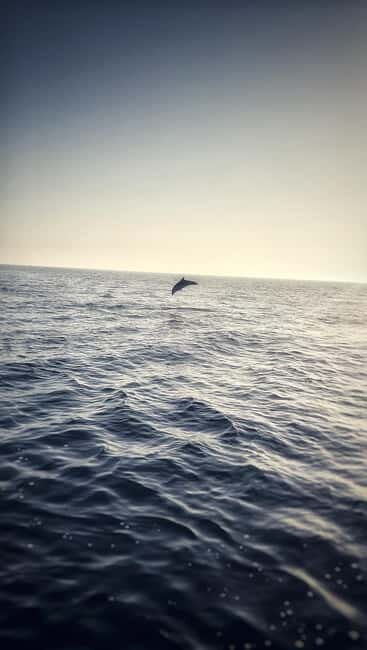 Faana: Dolphin & Sunset - FAQ